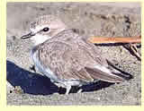  Snowy Plover (photographer Calvin Lou)  