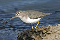  Spotted Sandpiper (Photo: Calvin Lou)  