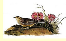  Sprague's Missouri Lark or Pipit by Audubon  