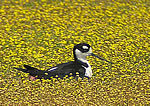  Black-necked Stilt.  Photo Len Blumin  