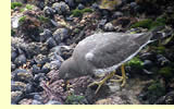  Surfbird (photographer: Len Blumin)  