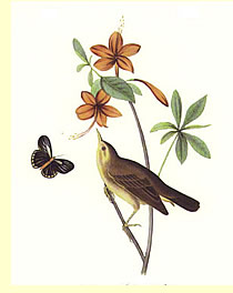  Swainson's Warbler by Audubon  