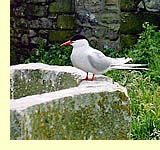  Arctic Tern, Inner Farne  (photographer: Harry Fuller)  