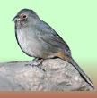  California Towhee  