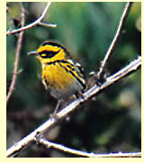  Townsend's Warbler (photographer Calvin Lou)  