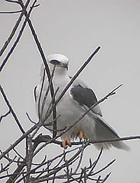  White-tailed Kite - photograph by Louise Won  