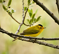  Wilson's Warbler, named for Alexander Wilson 