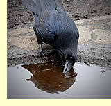  Common Raven.  Photo by May and Godwin Woon.  