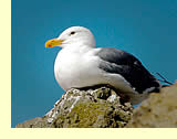  Western Gull.  Photo by May and Godwin Woon.  