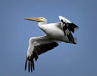  White Pelican - photograph by May & Godfrey Woon  