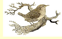  A European Winter Wren drawn by Thomas Bewick - who never saw, let alone drew, Bewick's Wren  