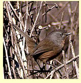  Wrentit (photograph: Len Blumen)  