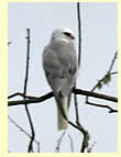  White-tailed Kite (photograph Calvin Lou)  